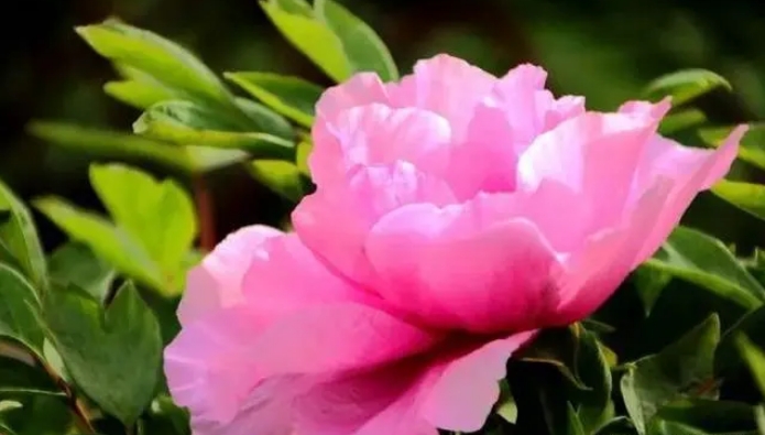 揭秘牡丹花的五大养护秘籍，让你的花海更加绚丽多彩！
