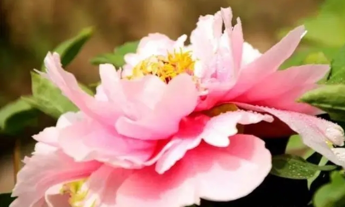 牡丹花苗养护秘籍 专家分享让你的花朵更繁茂色彩更鲜艳的技巧