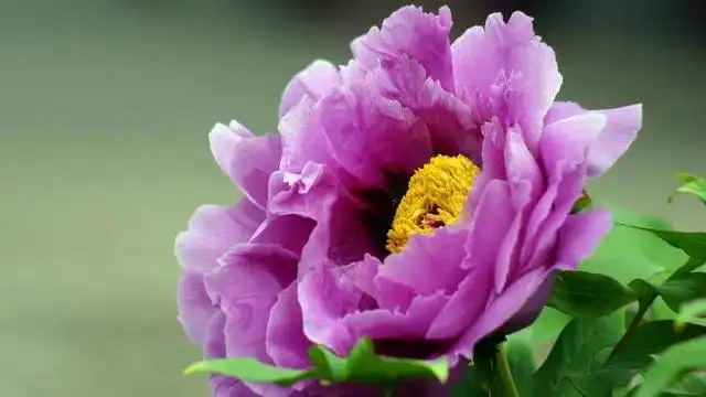 不同颜色的牡丹花在花语中的寓意是哪些？