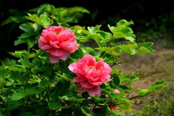 牡丹花在花园中的种植方法与日常护理