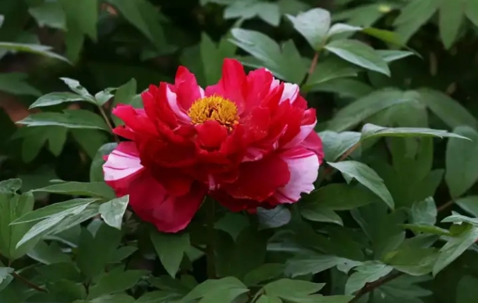 牡丹花在南方城市种植过程中要注意什么问题