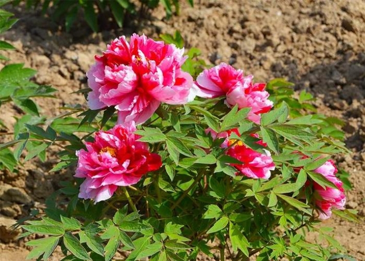 牡丹花什么时候季节种植比较好?